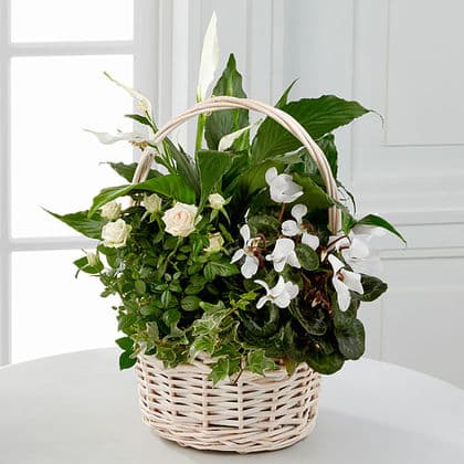 Perfect Peace Dish Garden