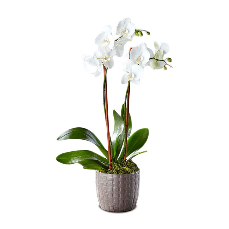 Serenity Phalaenopsis Orchid