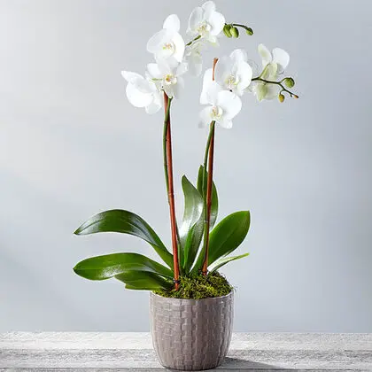 Serenity Phalaenopsis Orchid