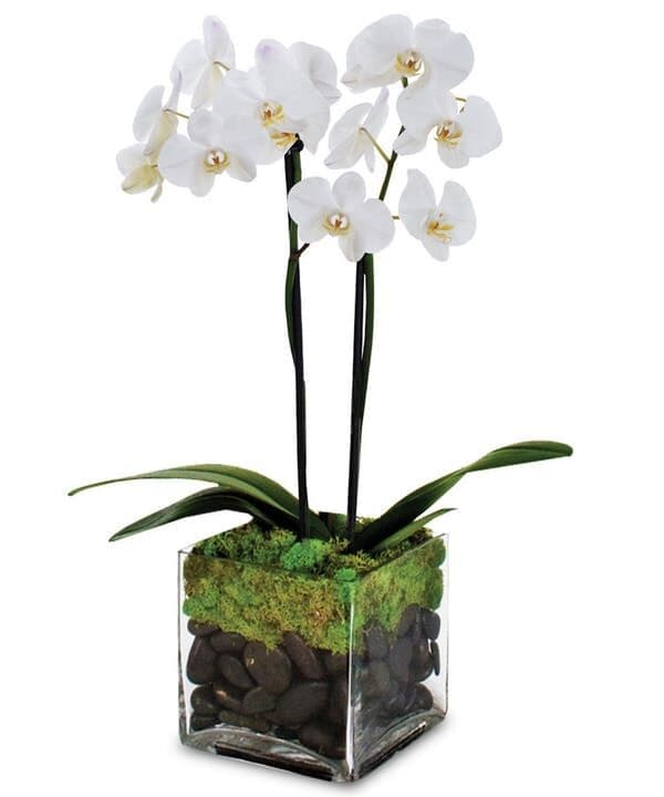 Joyful Journeys Phalaenopsis Orchid