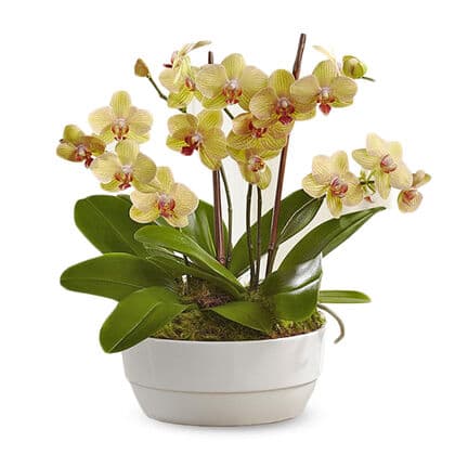 Glowing Strong Orchid Plant