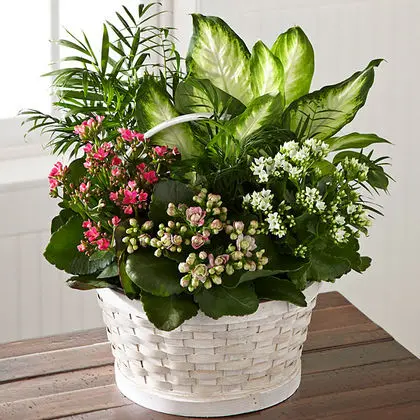 The FTD Rural Beauty Dishgarden