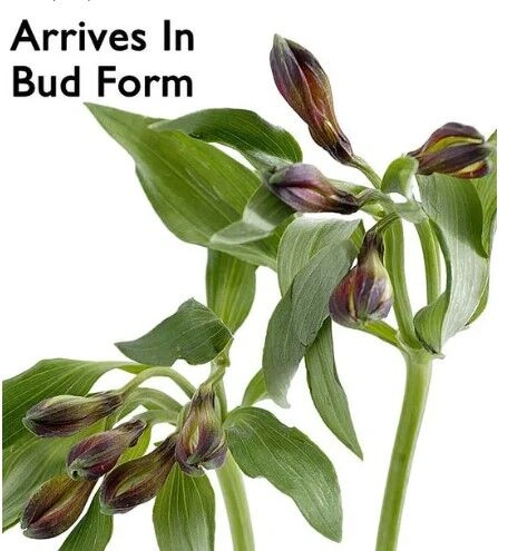 The FTD Cherished Friend Bouquet