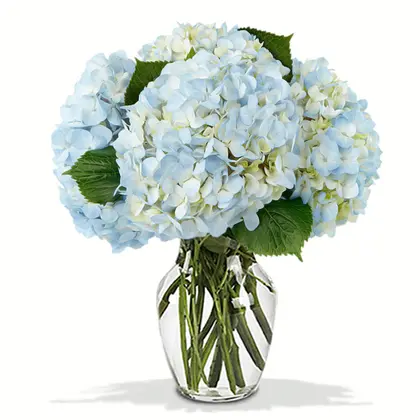 Joyful Blue Hydrangeas Bouquet