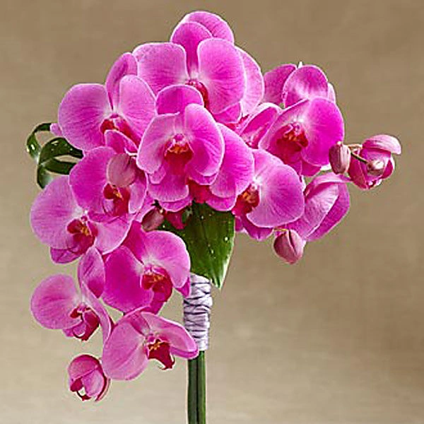 The FTD Glorious Bouquet