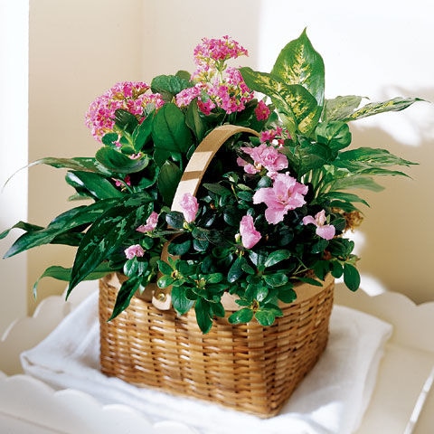Pink Assortment Plant Basket
