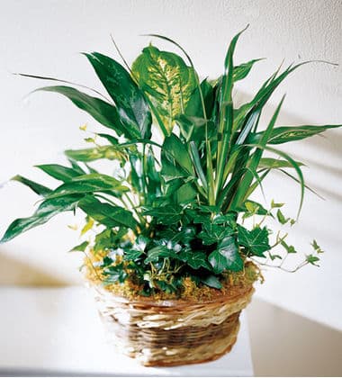 Exotic Assortment Plant