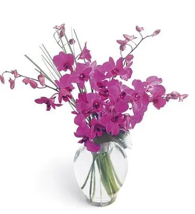 Joy Glory Dendrobium Orchids in Vase
