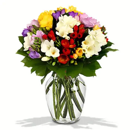 Mix Colour Freesias