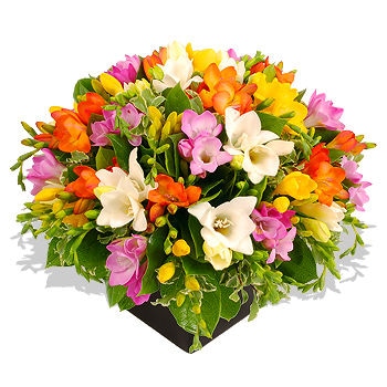 Freesia Arrangement