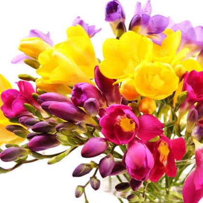 Freesia Arrangement