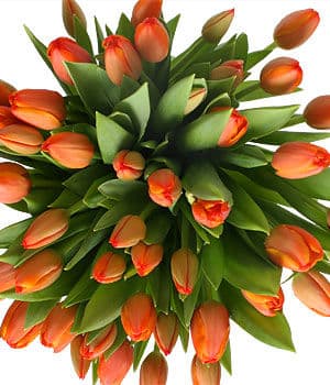Bouquet of Orange Tulips