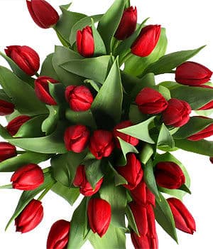 Bouquet of Red Tulips