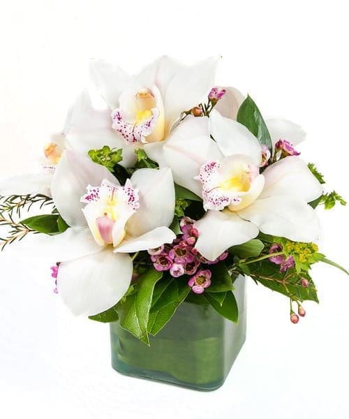 Lovely Orchids