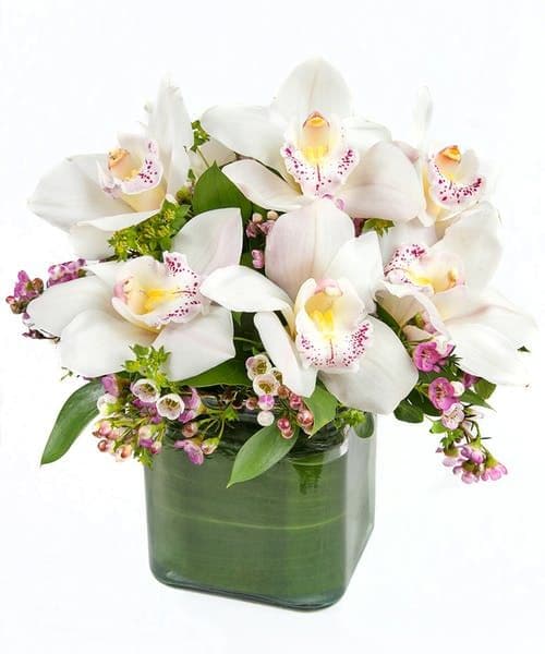 Lovely Orchids