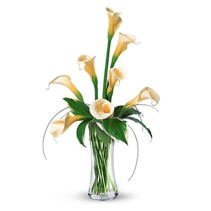 White Callas