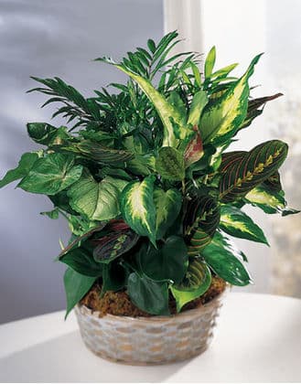 Woodlands Greens Assortment
