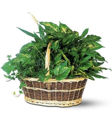 Basket Garden