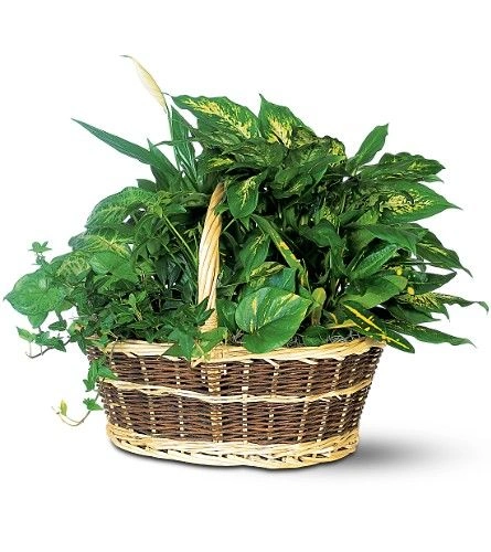 Basket Garden