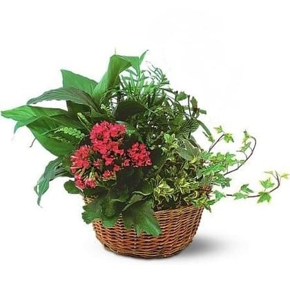 Dish Garden of Blooming and Tropical Plant