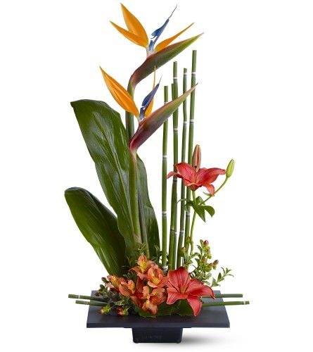 Birds of Paradise