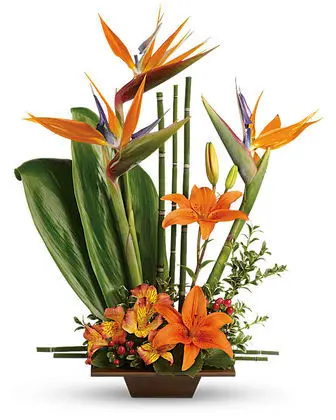 Birds of Paradise