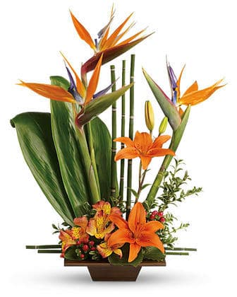 Birds of Paradise