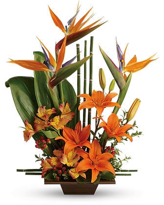 Birds of Paradise