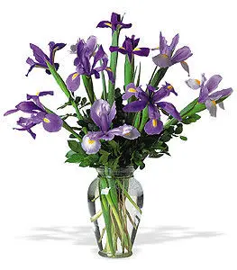 Iris