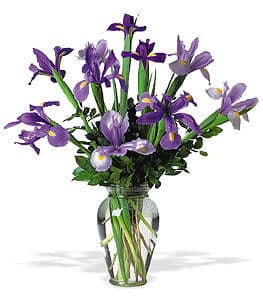 Iris