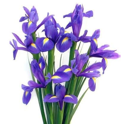 Iris Bouquet with Baby's Breath