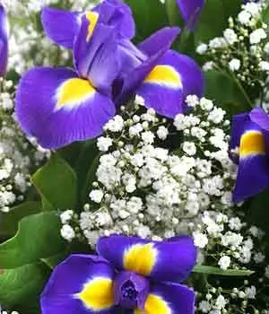 Iris Bouquet with Baby's Breath