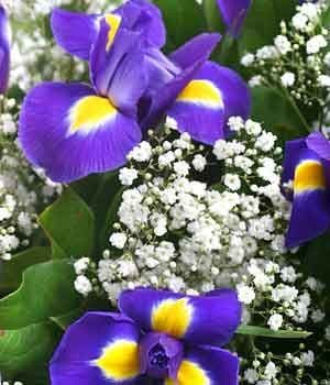 Iris Bouquet with Baby's Breath