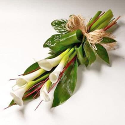 Calla Lily