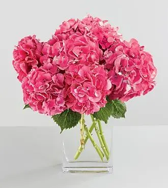 Pink Hydrangea Bouquet in a Vase
