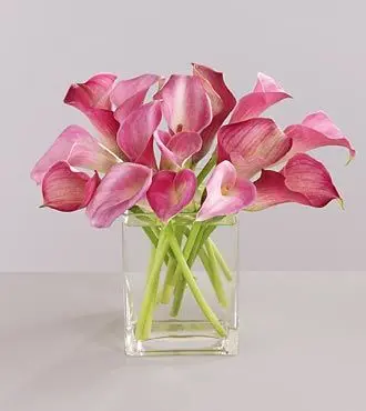 Pink Calla Lilies