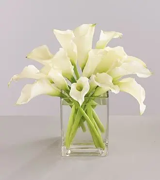 White Calla Lily