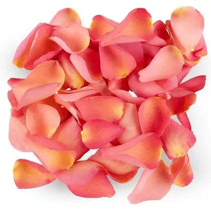 Pink Rose Petals