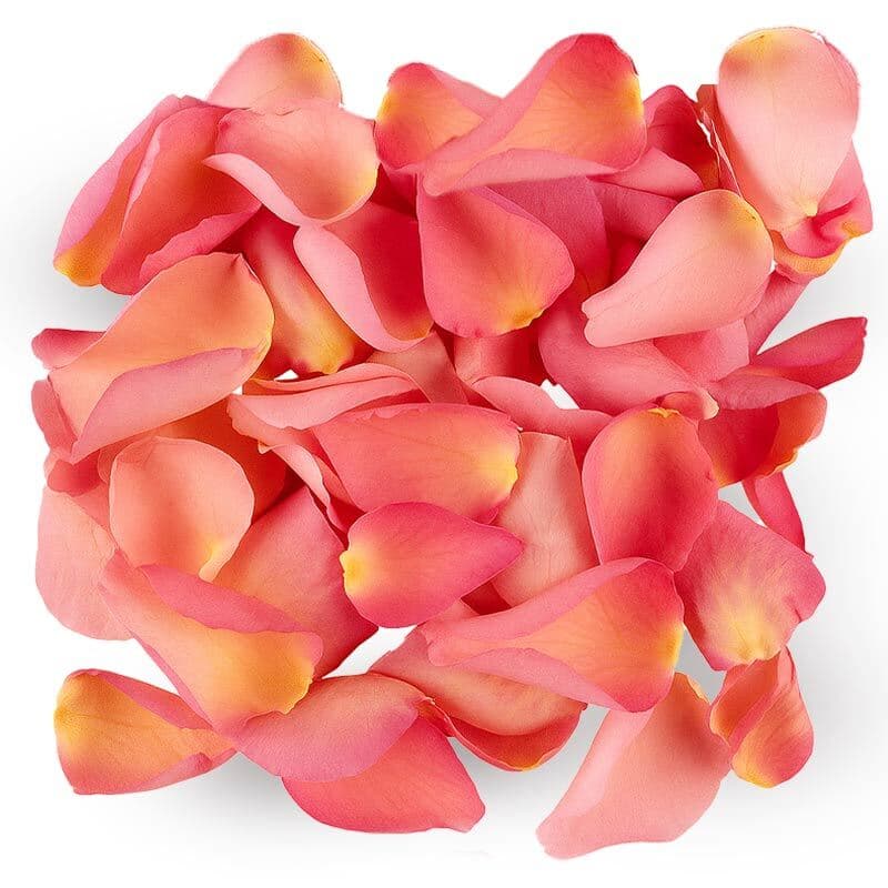 Pink Rose Petals