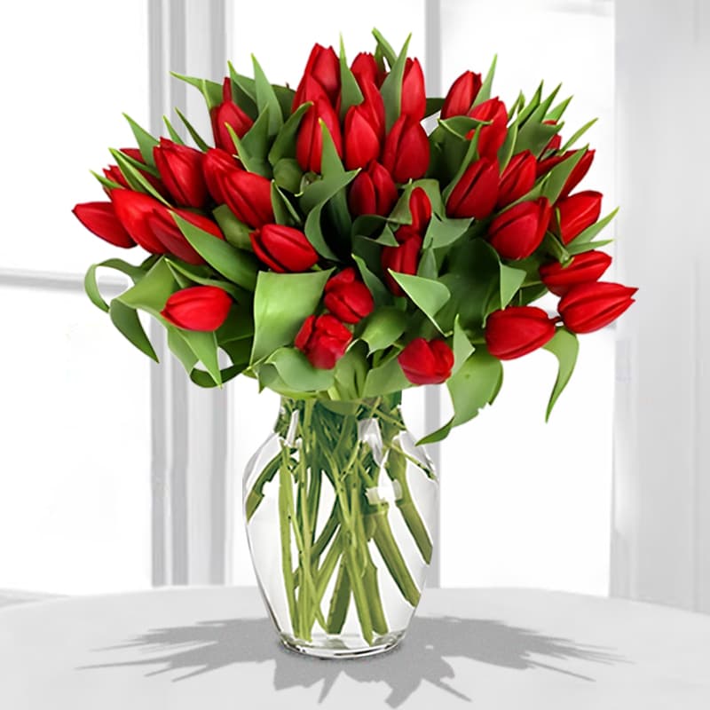 Red Tulips in Vase