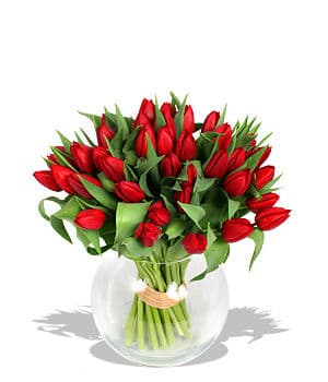 Red Tulips in Vase