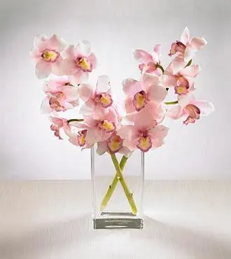 Pink Cymbidium Orchids