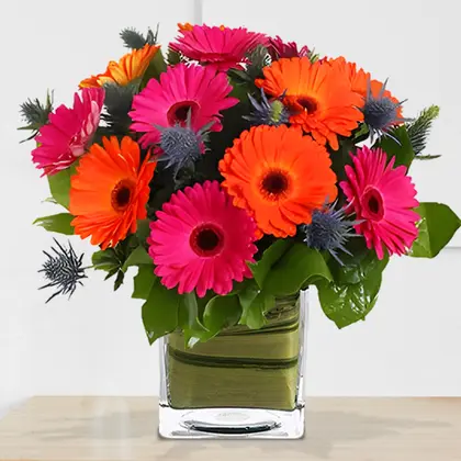 Splash of Sugar Orange Gerbera Daisies