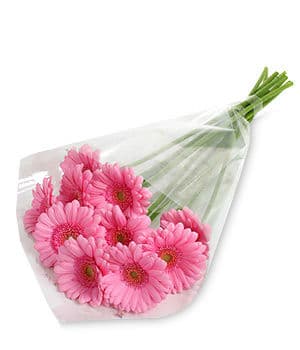 Pink Gerbera Daisy