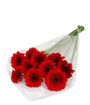 Red Gerbera Daisy