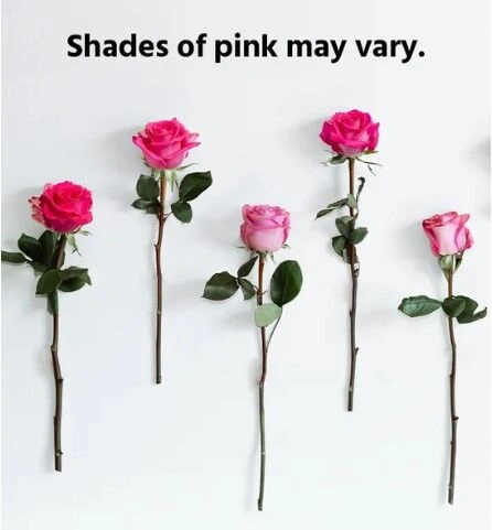 Pink Roses in a Vase