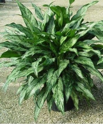 Chinese Evergreen Plant