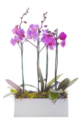 Phalaenopsis Orchid