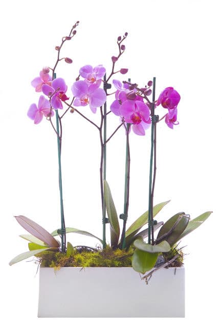 Phalaenopsis Orchid