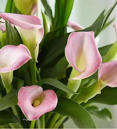 Calla Lily Plant in a Basket
